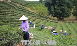 Cả nước có 3.370 xã đạt chuẩn nông thôn mới