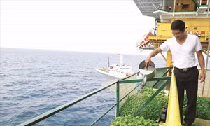Những vườn rau xanh trên nhà giàn DK1