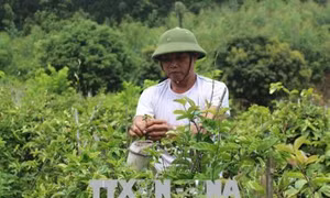 Triển vọng phát triển cây dược liệu ở Tam Đảo
