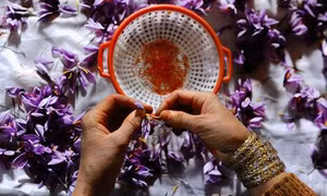 Nhụy hoa nghệ tây - Saffron có thật sự thần thánh không mà chị em nào cũng rủ nhau mua về làm đẹp?