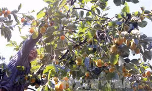 Lâm Đồng có thêm nhãn hiệu “Hồng Đà Lạt”