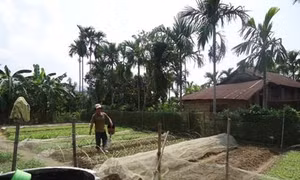Kinh tế vườn giúp nông dân Thừa Thiên - Huế thu nhập cao và bền vững