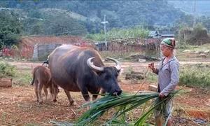 Xã nghèo Bình An khởi sắc nhờ nguồn vốn Chương trình 135