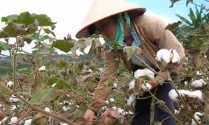 Kỹ thuật trồng và chăm sóc cây bông