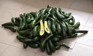 Phòng trừ sâu bệnh cho cây bơ hạt lép