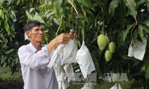 Sử dụng phân bón cho cây xoài