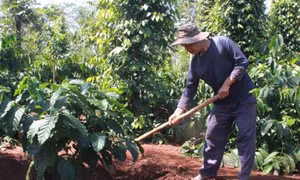 Các tỉnh Tây Nguyên chăm sóc cà phê trong mùa khô