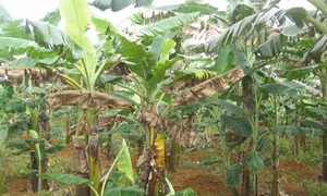 Kỹ thuật phòng trừ bệnh cháy lá hại chuối
