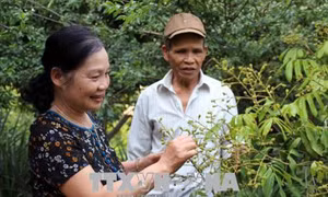 Bà Trần Thị Bê tâm huyết với công tác hội người cao tuổi
