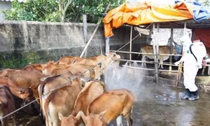 Đắk Lắk dập tắt ổ bệnh lở mồm long móng tại huyện Krông Búk