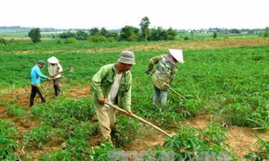 Kỹ thuật bón phân cho cây khoai mì
