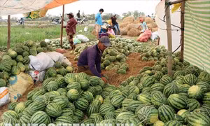 Trồng dưa hấu trên đất lúa cho hiệu quả kinh tế cao