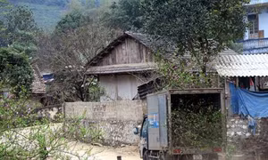Đào rừng khoe sắc trên các xóm bản vùng cao