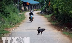 Điện Biên tăng cường các biện pháp phòng chống bệnh dại