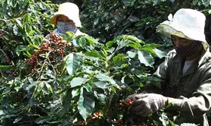 Quảng Trị hỗ trợ tái canh và trồng mới cà phê