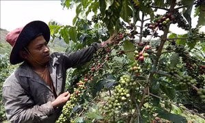 Đắk Nông sẽ tổ chức “Ngày cà phê Việt Nam”