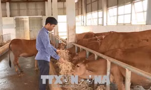 Anh Tạ Quang Tưởng say mê nghiên cứu khoa học giúp đồng bào vùng cao phát triển kinh tế