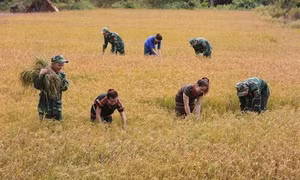 Quân và dân Đắk Lắk chung tay phát triển kinh tế, văn hóa vùng biên