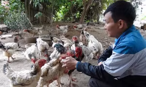 Gà Hồ đem lại thu nhập ổn định cho người chăn nuôi