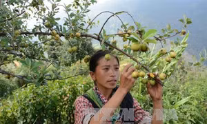 Cây sơn tra góp phần xóa đói giảm nghèo cho đồng bào vùng cao Yên Bái