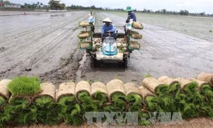 Lúa cấy bằng máy tăng lợi nhuận 2-3 triệu đồng/ha ở Đồng Tháp