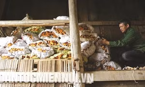 Anh Quàng Văn Phiêu làm giầu trên mảnh đất quê hương