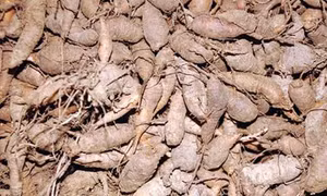 Sâm đất – Sâm của người nghèo