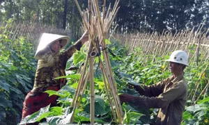 Sóc Trăng tái cơ cấu nông nghiệp thích ứng với biến đổi khí hậu