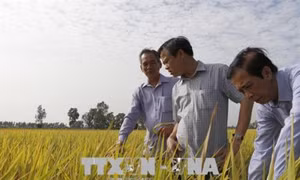 Hậu Giang mở rộng diện tích cánh đồng lớn