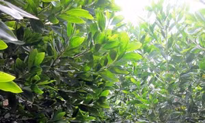 Biện pháp phòng trừ sâu đo gây hại cây keo tai tượng