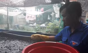Mô hình nuôi cá lóc lót bạt hiệu quả của anh Nguyễn Minh Nhựt