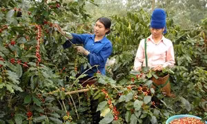 Đắk Lắk tái cơ cấu lại ngành cà phê để phát triển bền vững