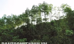 Quang Bình tích cực bảo vệ và phát triển rừng