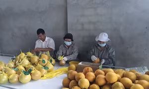 Liên kết sản xuất gắn với tiêu thụ nông sản ở Kim Bôi