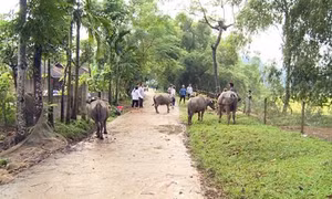 Chương trình 135 góp phần thay đổi diện mạo nông thôn vùng cao Tuyên Quang