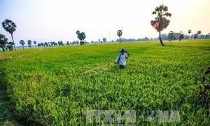 An Giang sản xuất nông nghiệp hướng đến quy mô lớn