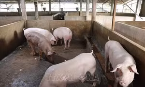 Bàn giải pháp bình ổn thị trường chăn nuôi lợn