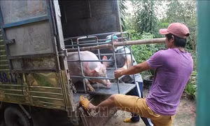 Lào Cai tăng cường phòng chống bệnh dịch tả lợn châu Phi