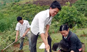 Lai Châu tích cực phủ xanh đồi núi trọc