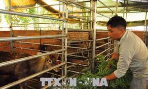 Anh Trương Văn Nghiệp nuôi hươu sao có thu nhập cao