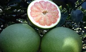 Kỹ thuật trồng bưởi da xanh