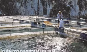 Hiệu quả bước đầu đề án tái cơ cấu nông nghiệp ở Lai Châu