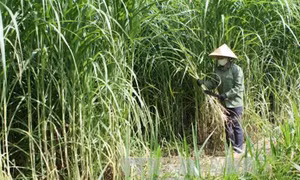 Kỹ thuật trồng cỏ nuôi bò