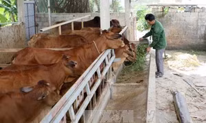 Trị bệnh sán lá gan trên gia súc