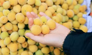 Những đặc sản làm say lòng du khách khi trẩy hội chùa Hương