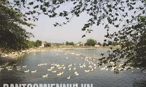 Trung Tú với mô hình sản xuất đa canh