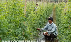 Tánh Linh thu hút đầu tư vào nông nghiệp