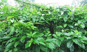 Kỹ thuật trồng dây thìa canh 