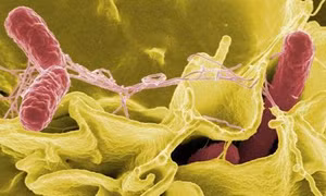 Vụ ngộ độc thực phẩm tại Đắk Lắk: Hơn 200 bệnh nhân nhiễm vi khuẩn Salmonella