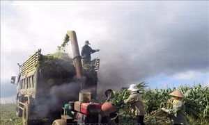 Hiệu quả từ sản xuất ngô sinh khối ở Mộc Châu